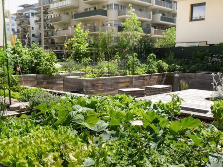 New project aims to grow edible green infrastructure in African cities