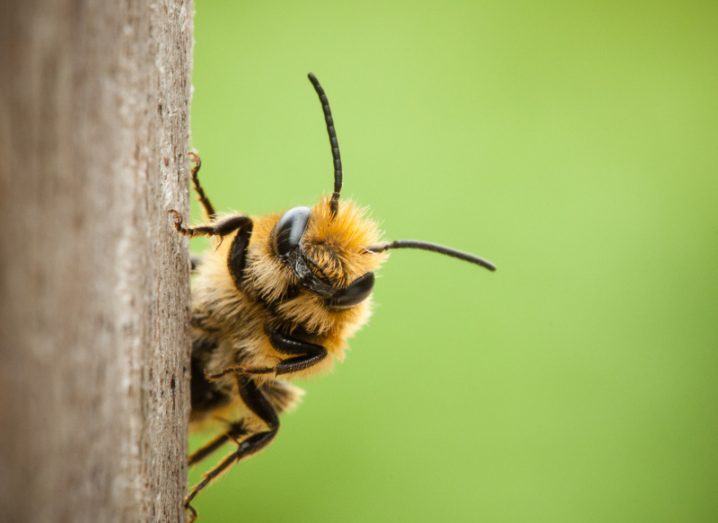 An image of a bee hanging off a tree, with a blurred green background.